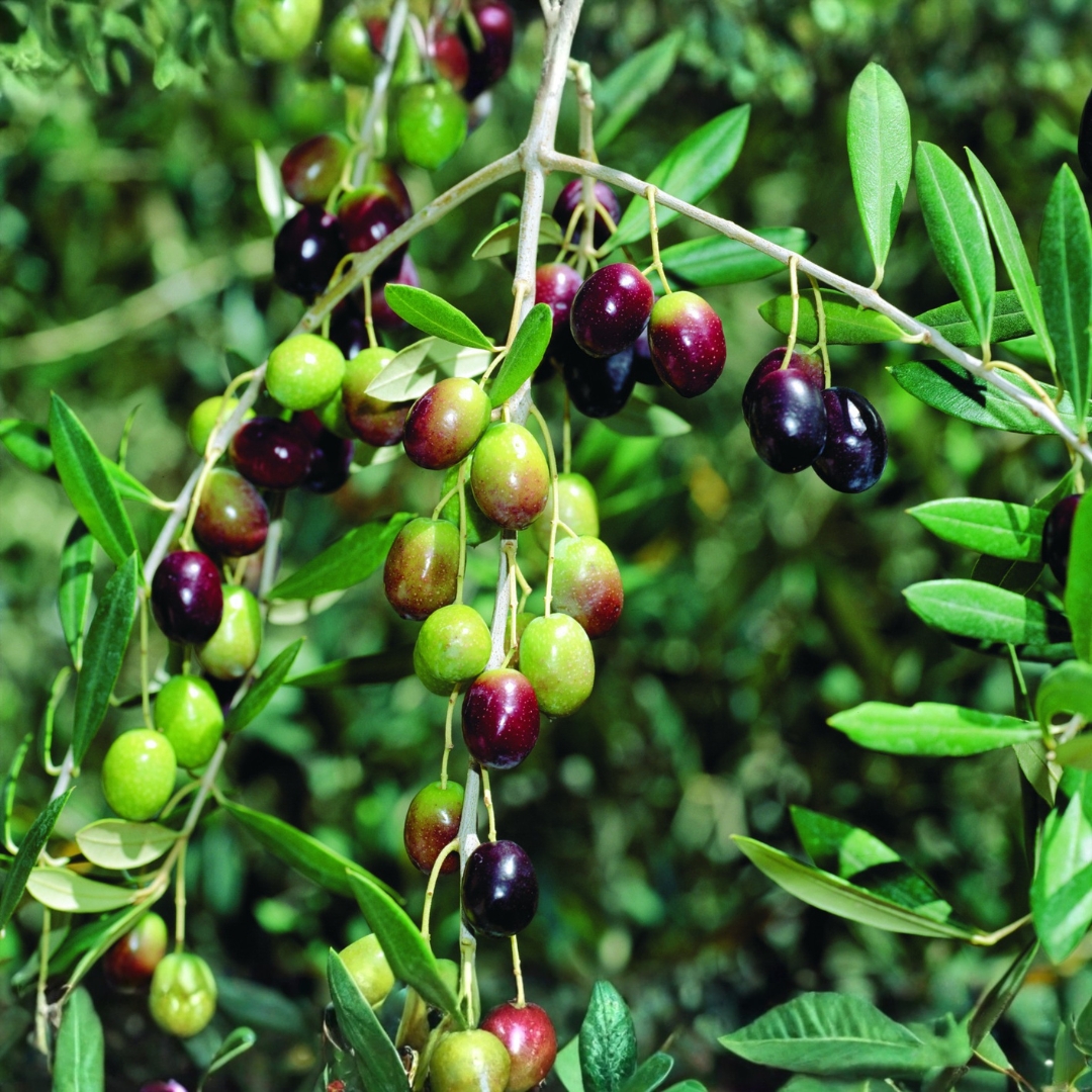 Ελιά Προδρόμου